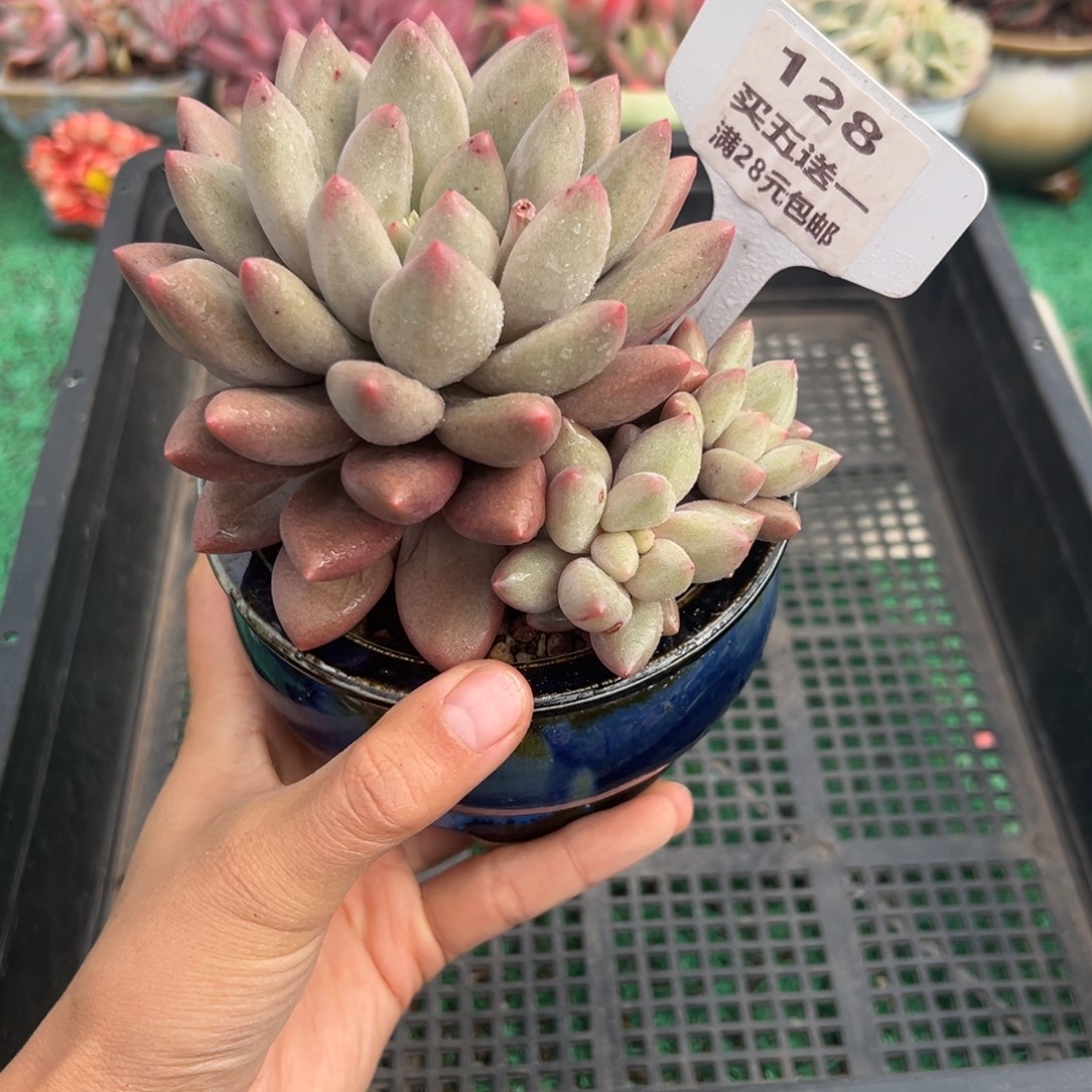 表妹精品多肉植物128.