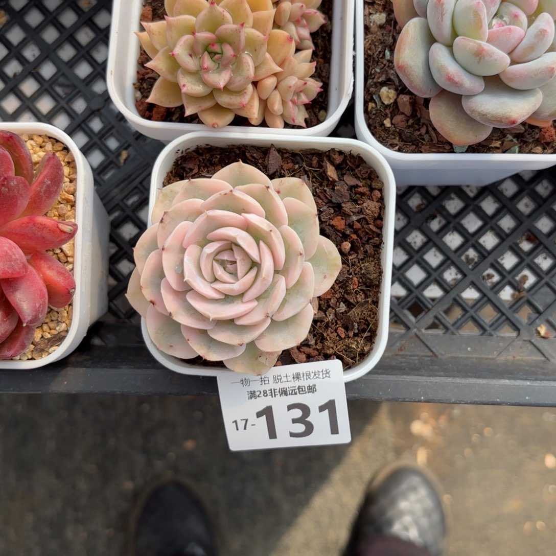 鲁氏锦多肉多肉多肉