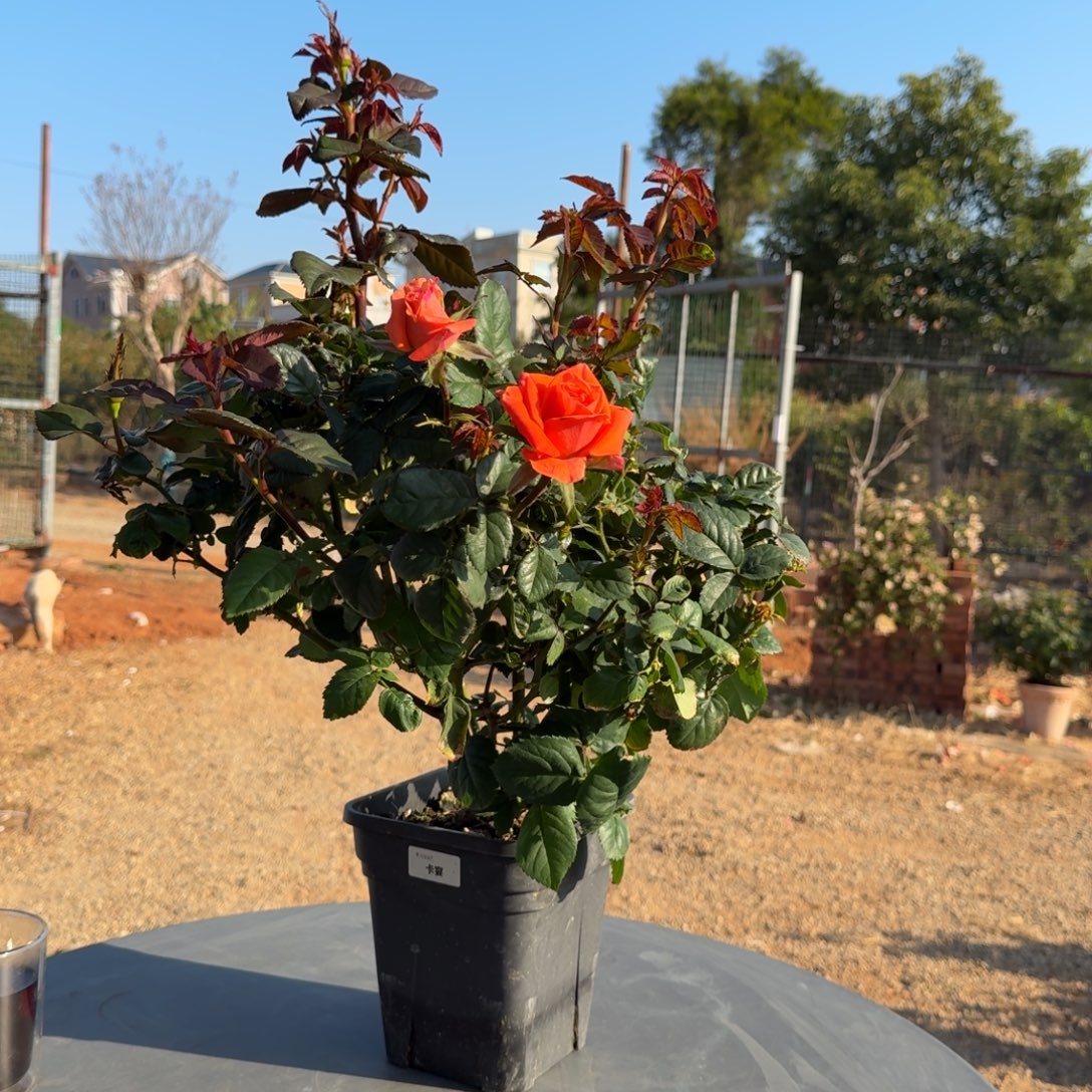 当前无花栽培后可以开花卡宴