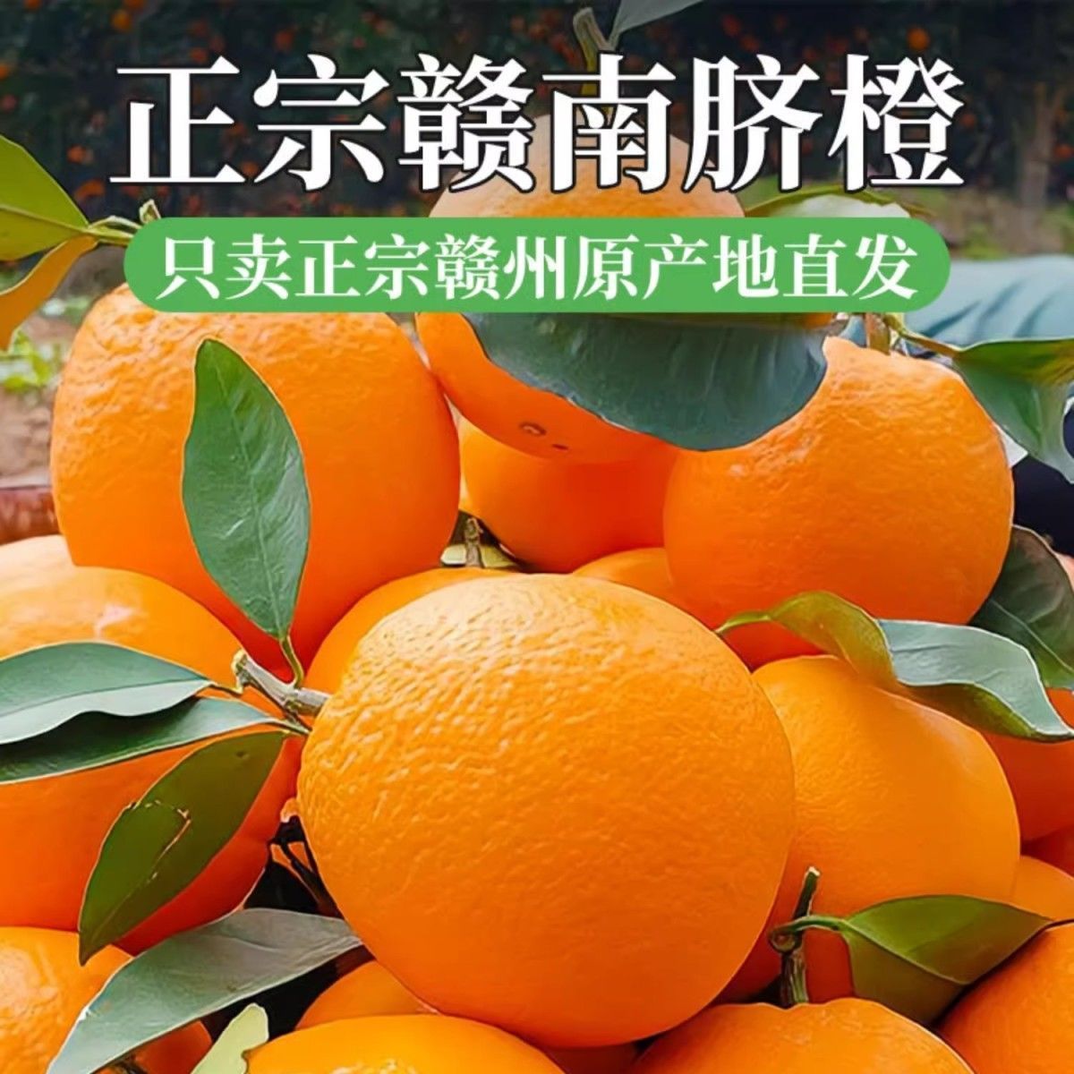 正宗赣南脐橙新鲜现摘应季水果细腻香甜多汁产地直发