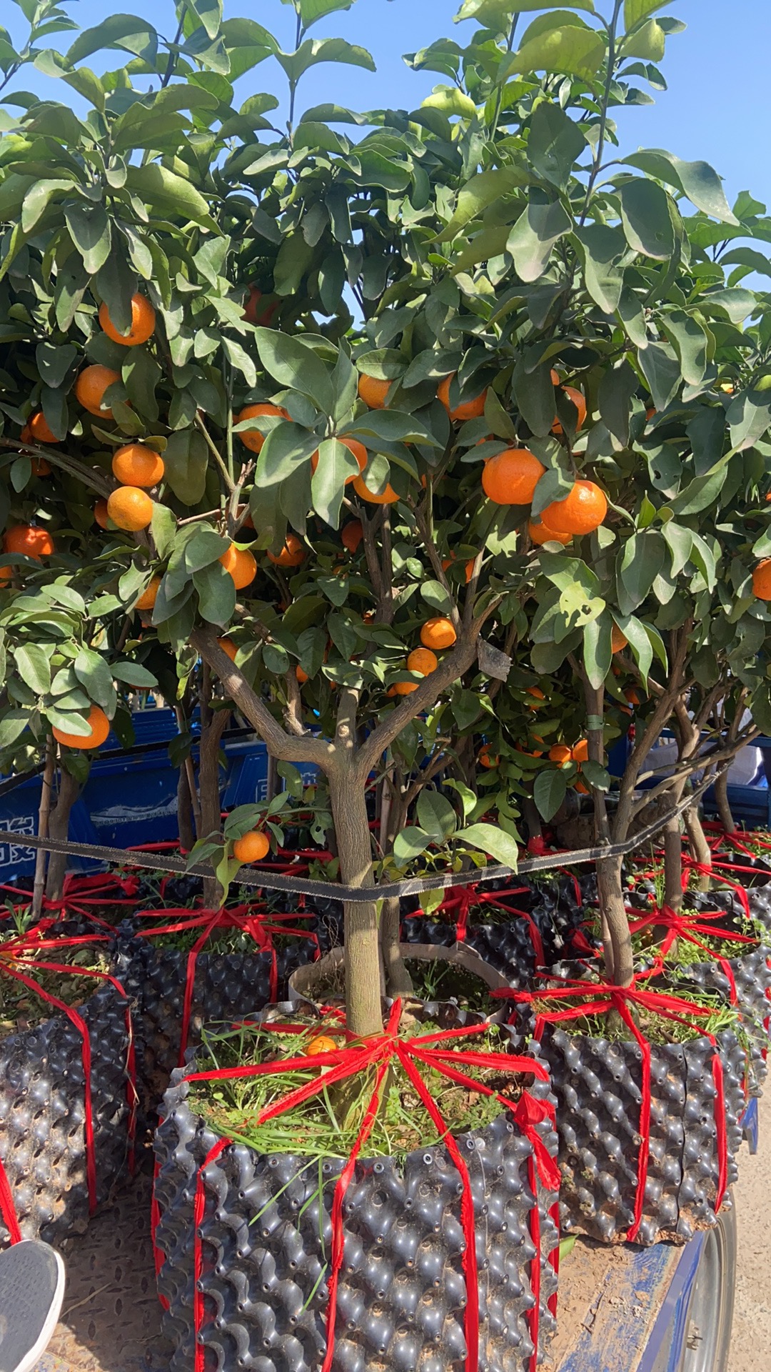 观果植物一物一拍