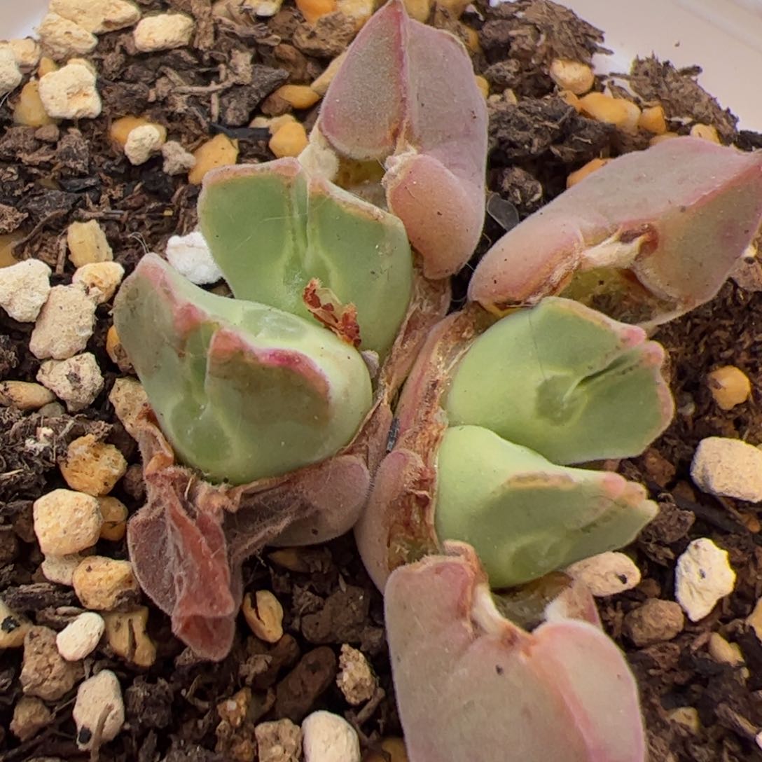 0163号 大眼空蝉 多肉植物