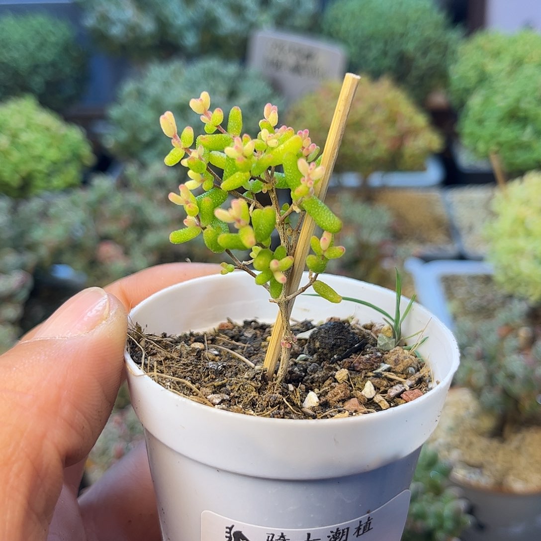 156糖球粉锦枝干番杏