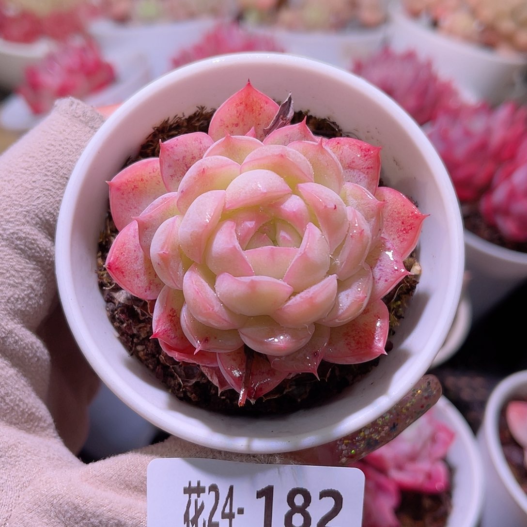 花利美24-182白桃汽水