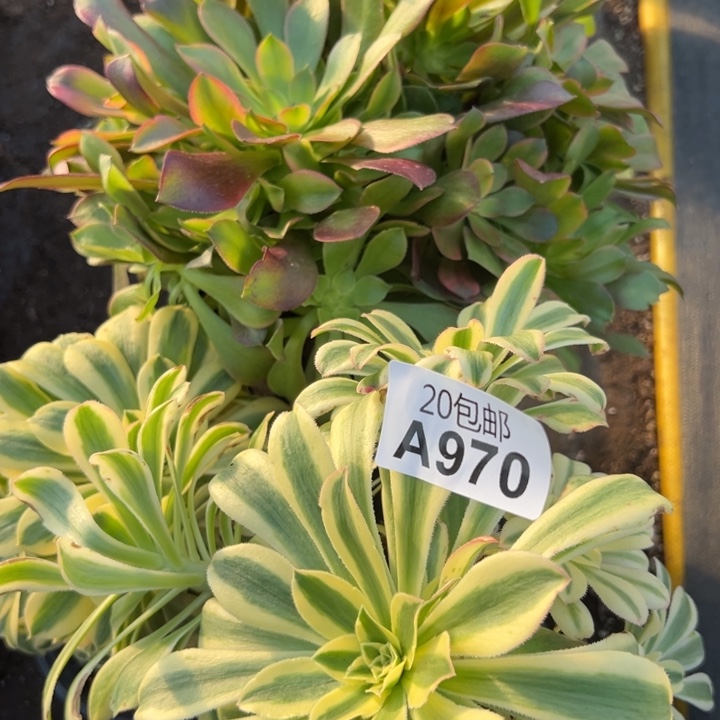 多肉植物970不售后