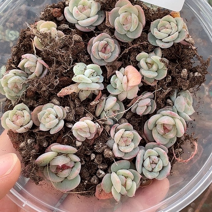 玉***子OTO多肉一物一拍dy2162