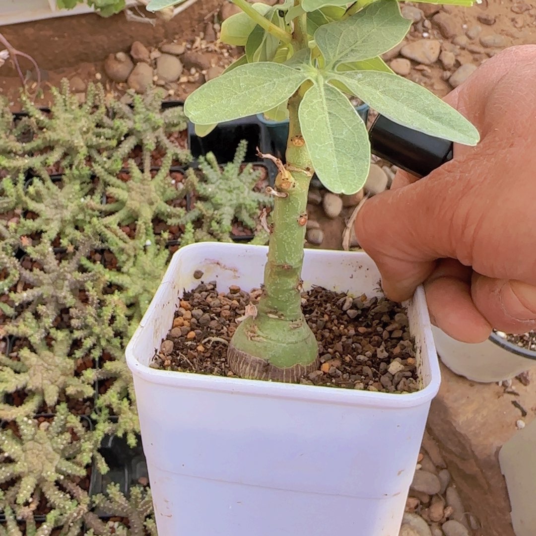 星***y块根植物块根植物