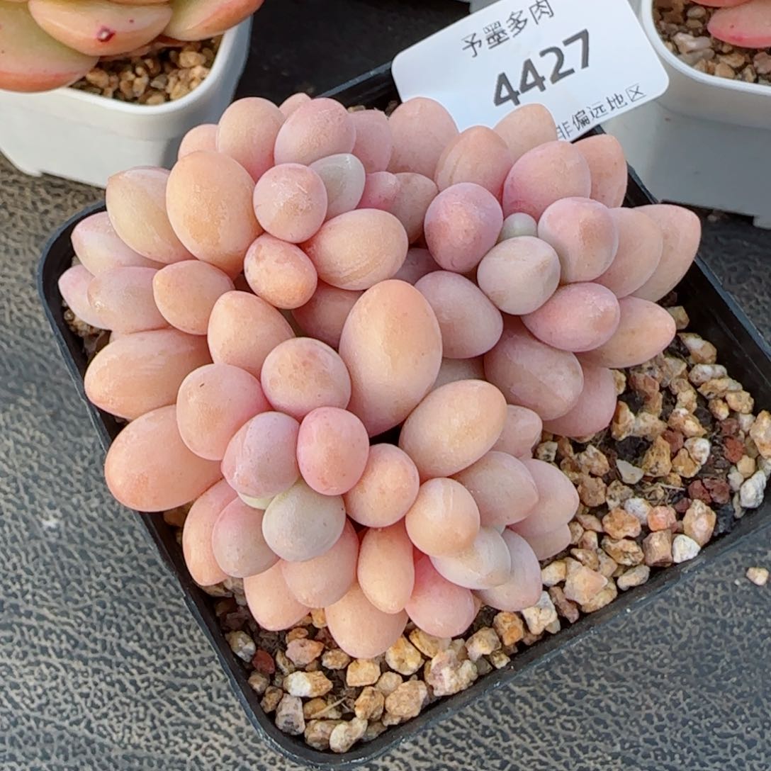 汤圆无砍，4427多肉植物