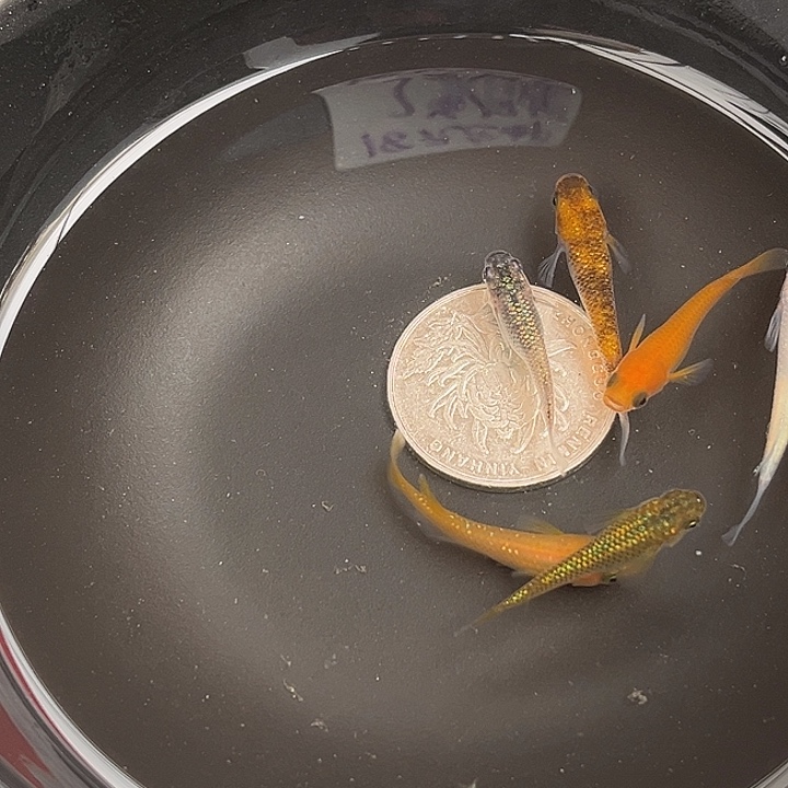 青鳉鱼随机6条14号