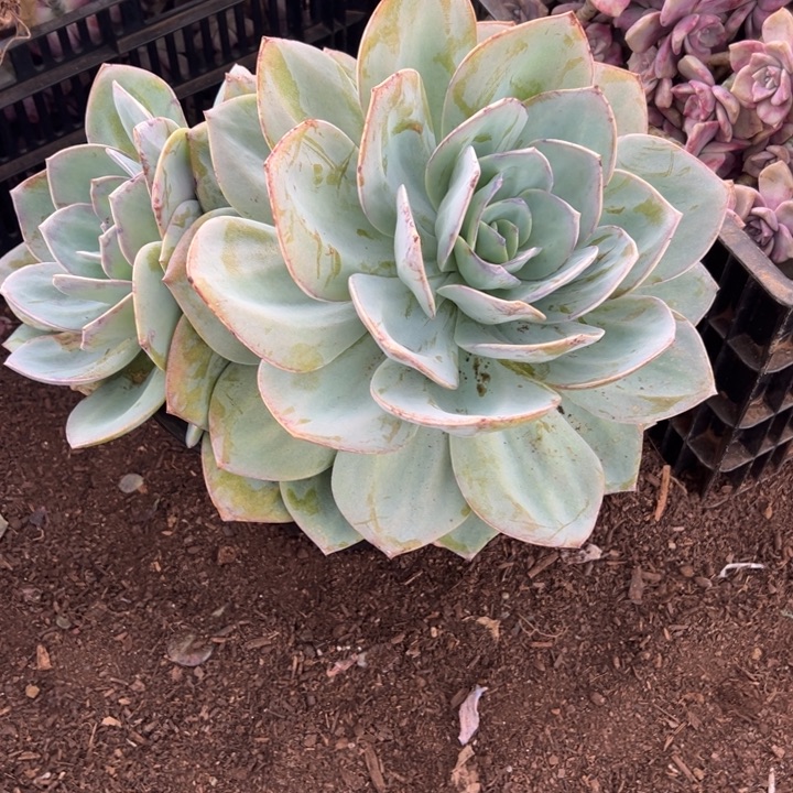 朵***朵地栽白凤叶片冻伤包邮不包损