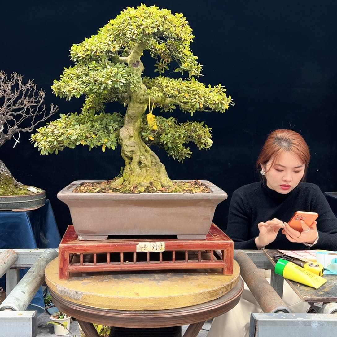 用***9无花朵杜鹃花的诗作