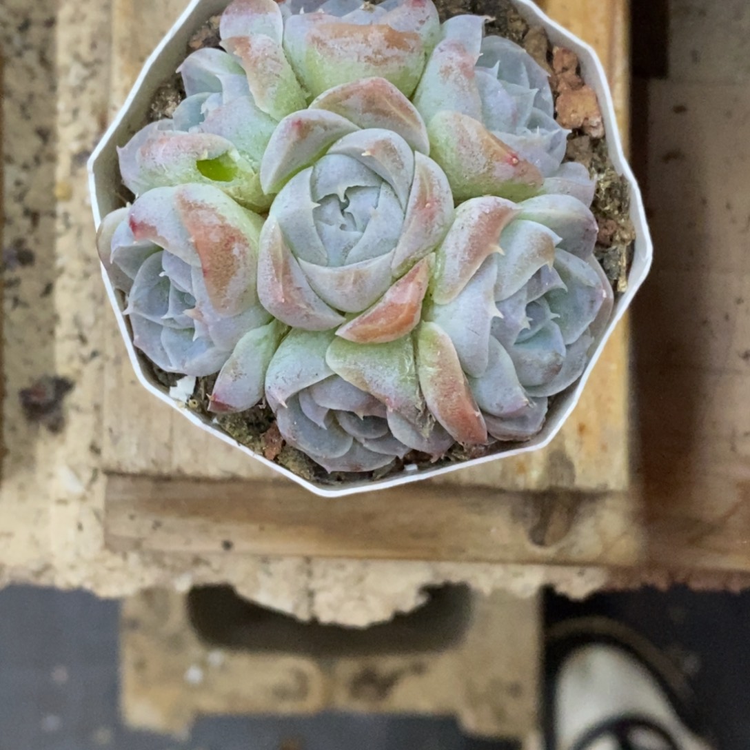 精品多肉一物一拍不包整217