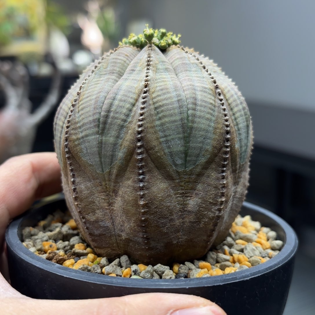 实生布纹球带盆包邮