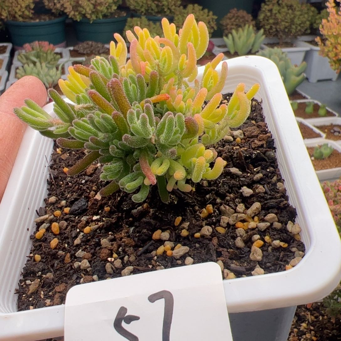 2.16荧光兔锦多肉植物57