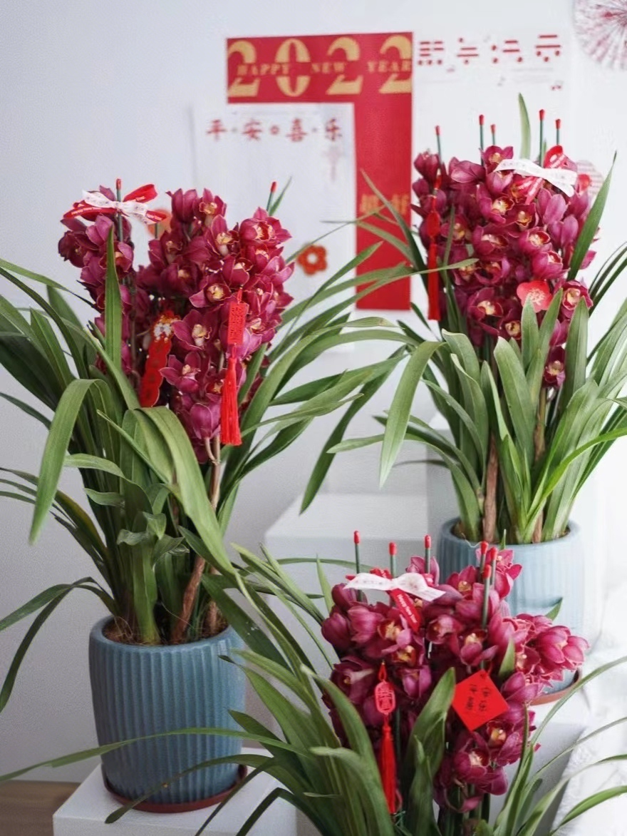 【大红袍】大花惠兰室内高端好养花花