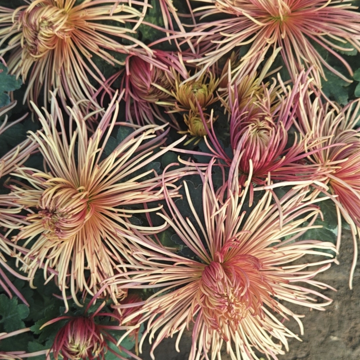 九月大花菊《红衣金袖》（带花苞）菊花大苗 品种稀缺开花漂亮