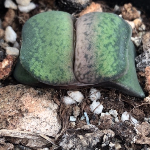 君*恐龙蜗牛带盆发货