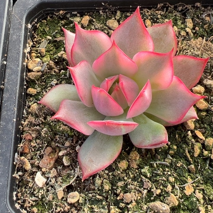 宝莲灯红锦一物一拍