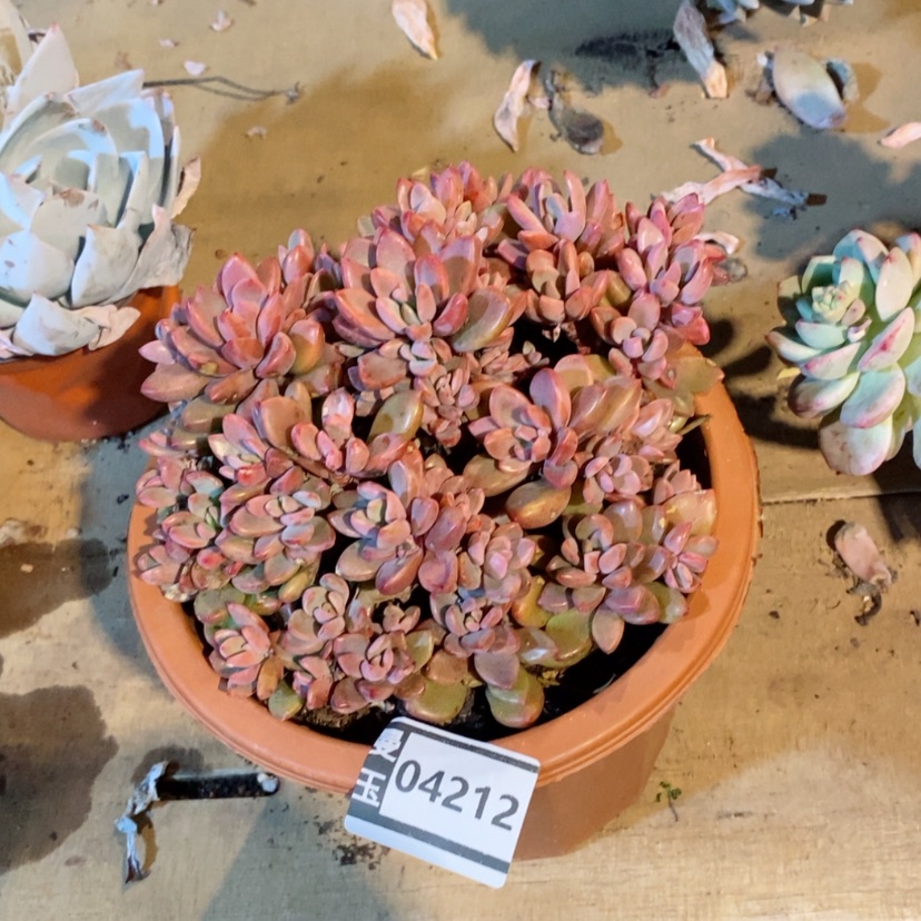 【闪购商品】紫心04212