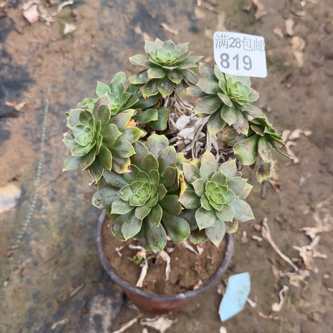 金缕多肉819满28包邮断枝不包
