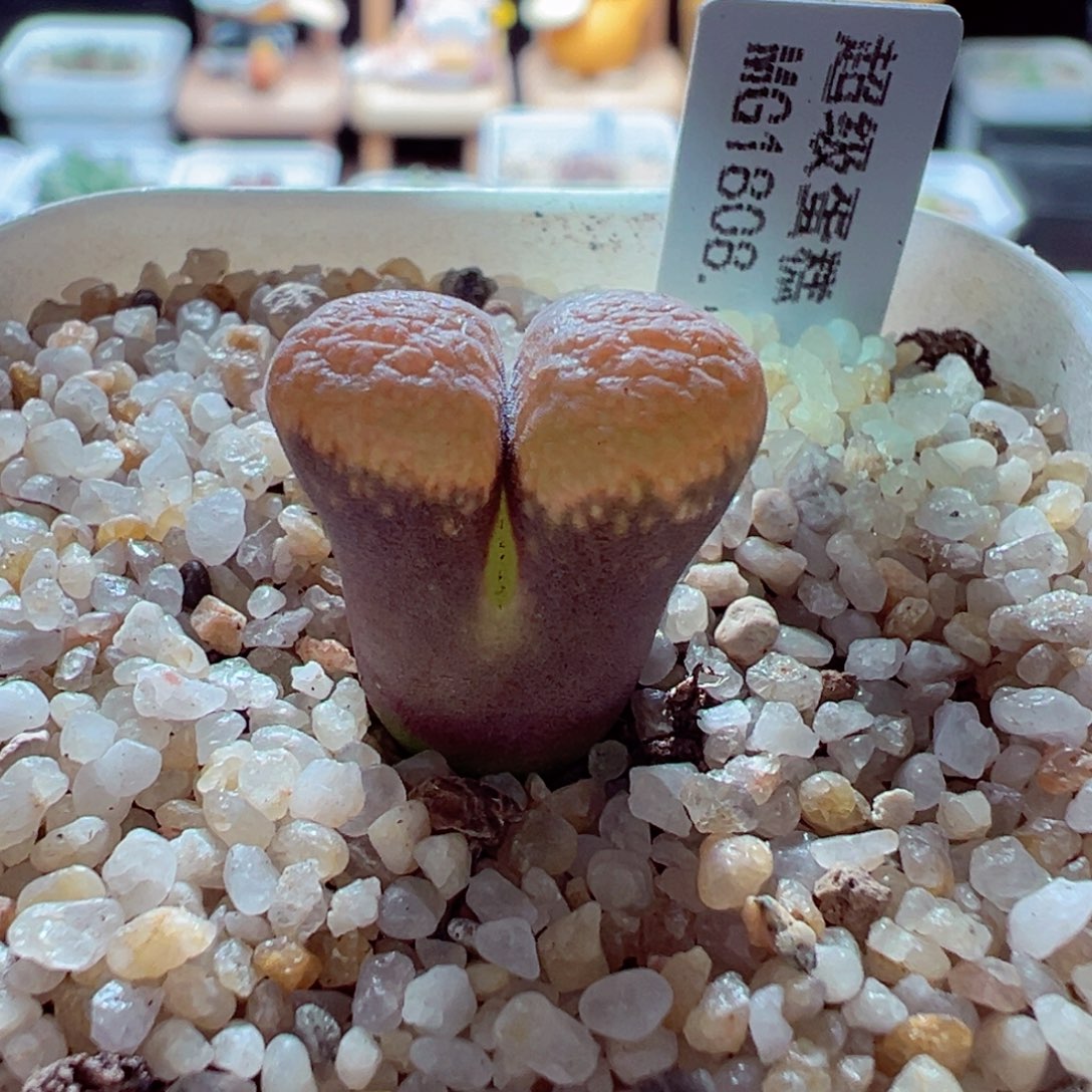 1218-704多肉多日超级蛋糕