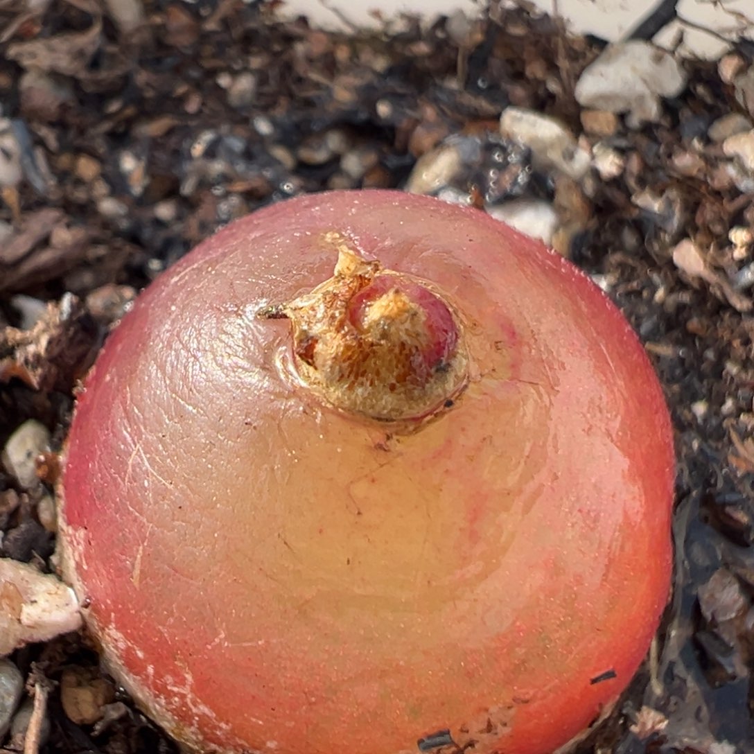 99多肉植物百科植物