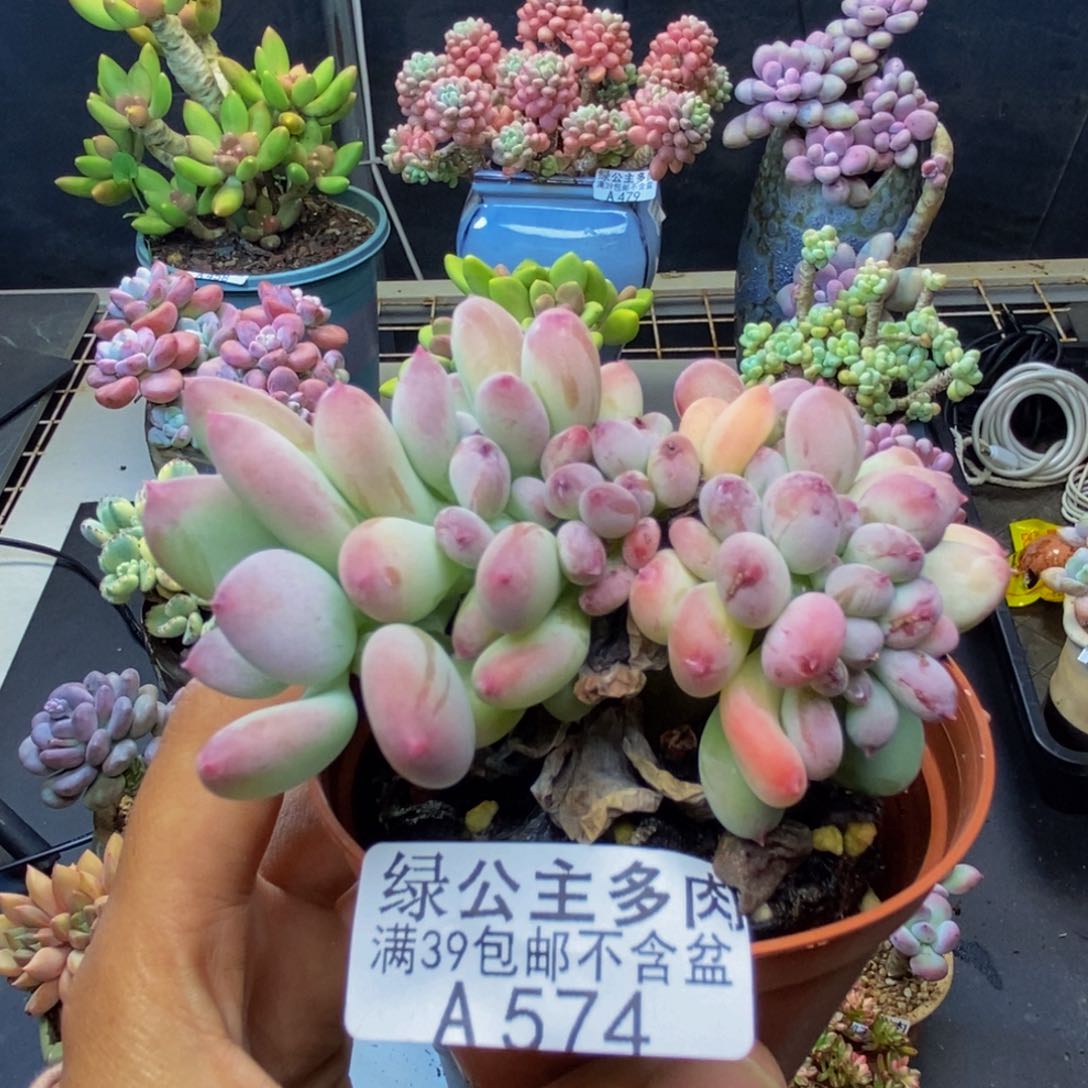 574苹果奶四代缀多肉7c m