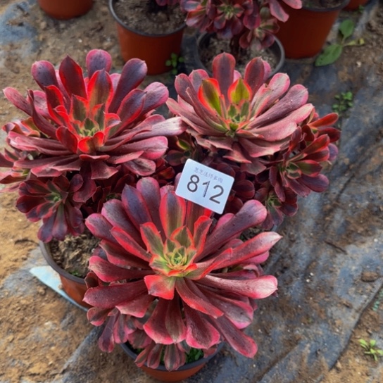 春***雨美杜莎3棵3号棚812