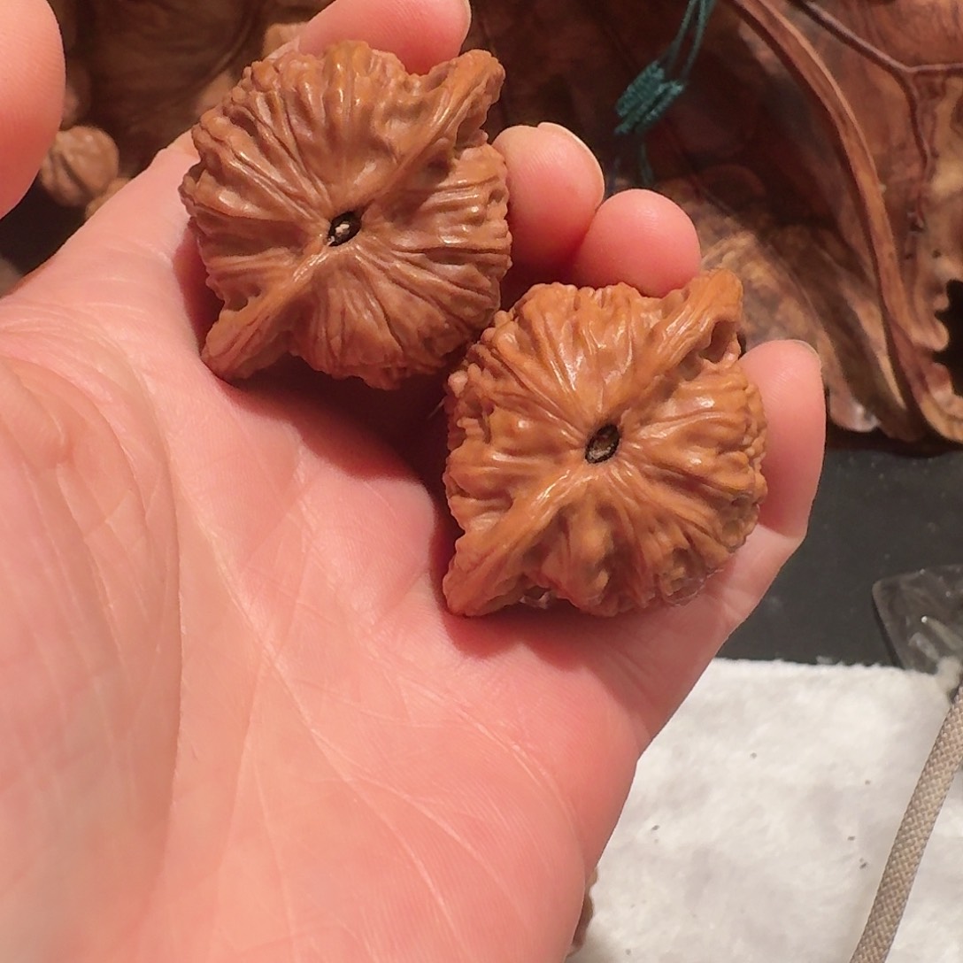 初*全品金公子狮子头42