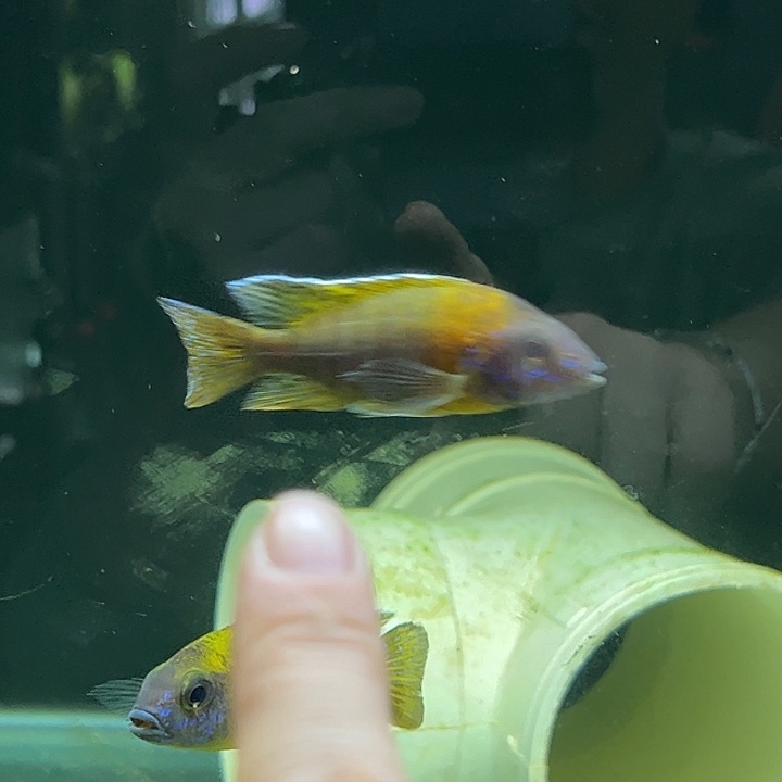 核***仁海水鱼马拉近孔雀野生