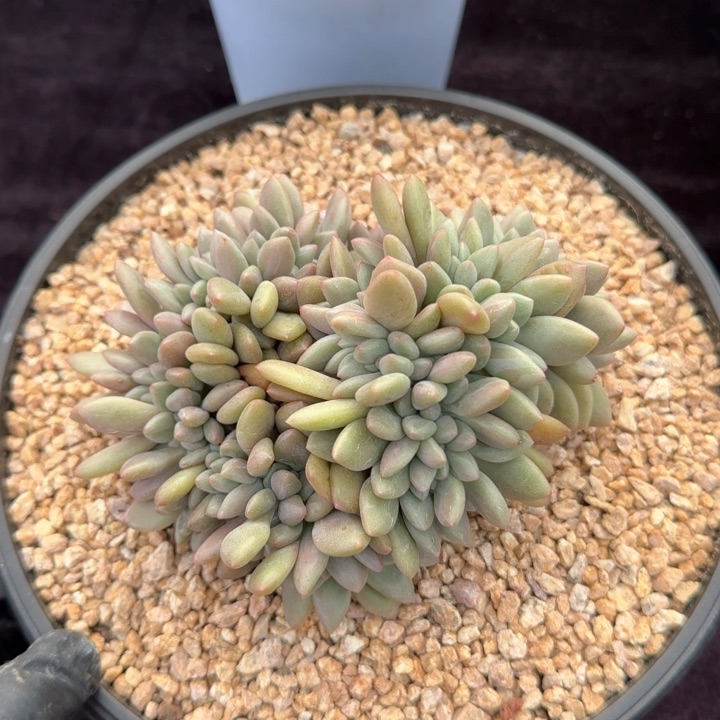 14厘米左右一物一拍桃花源