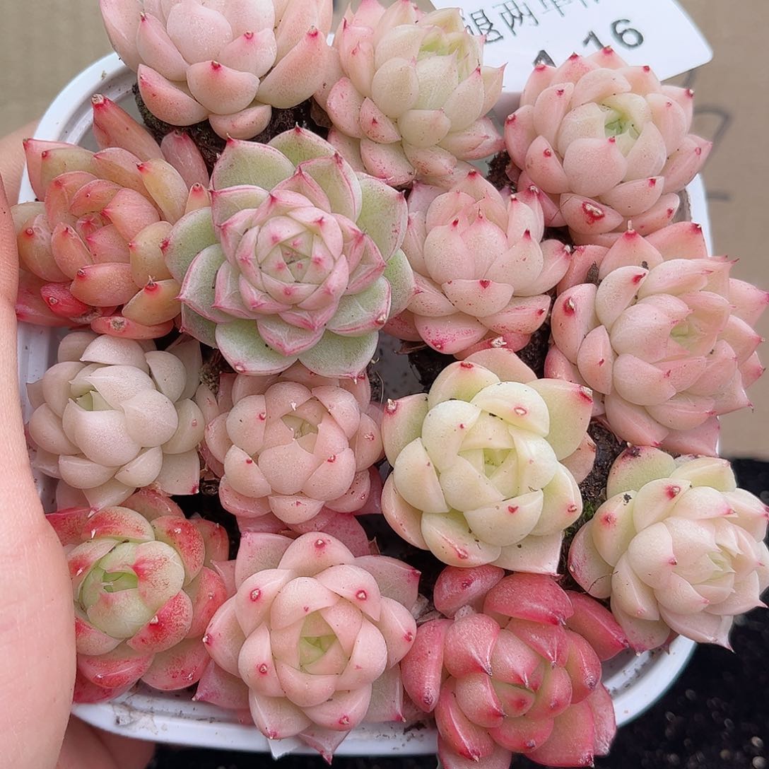 1-16 新疆西藏内蒙不发12.8包邮2-3公分多肉