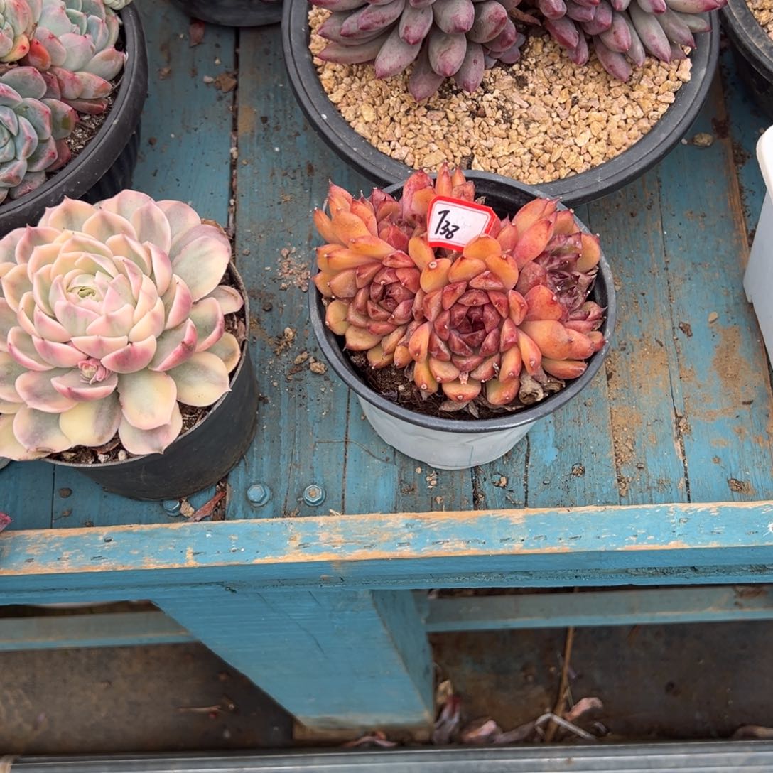 白***莲精品多肉植物老桩