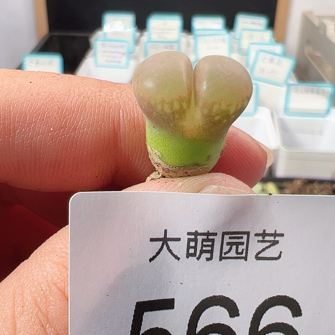 0000566AP种源PNSP一物一拍……