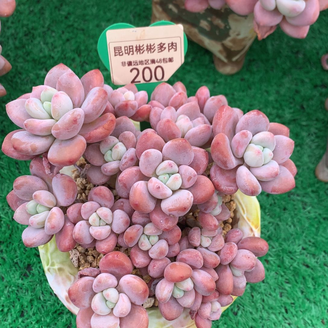 红洛神无砍老桩200