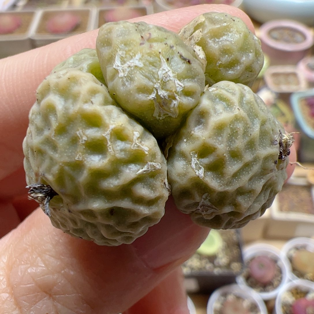【闪购商品】146 超烧pvb9479