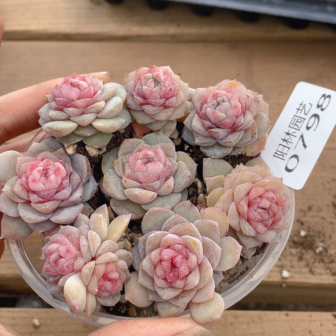 多肉植物多肉植物798