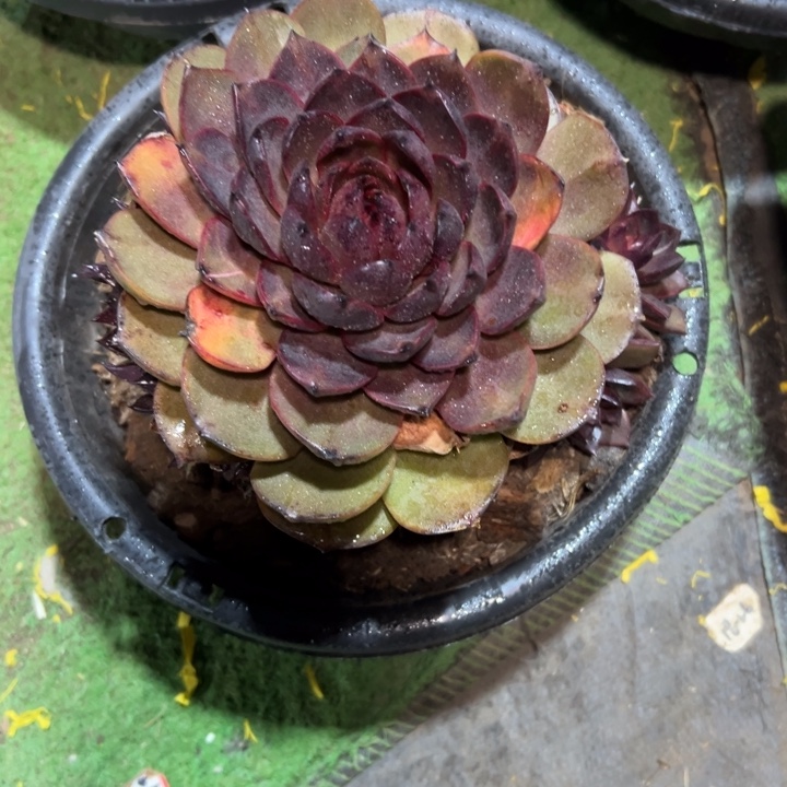 精品多肉植物老桩