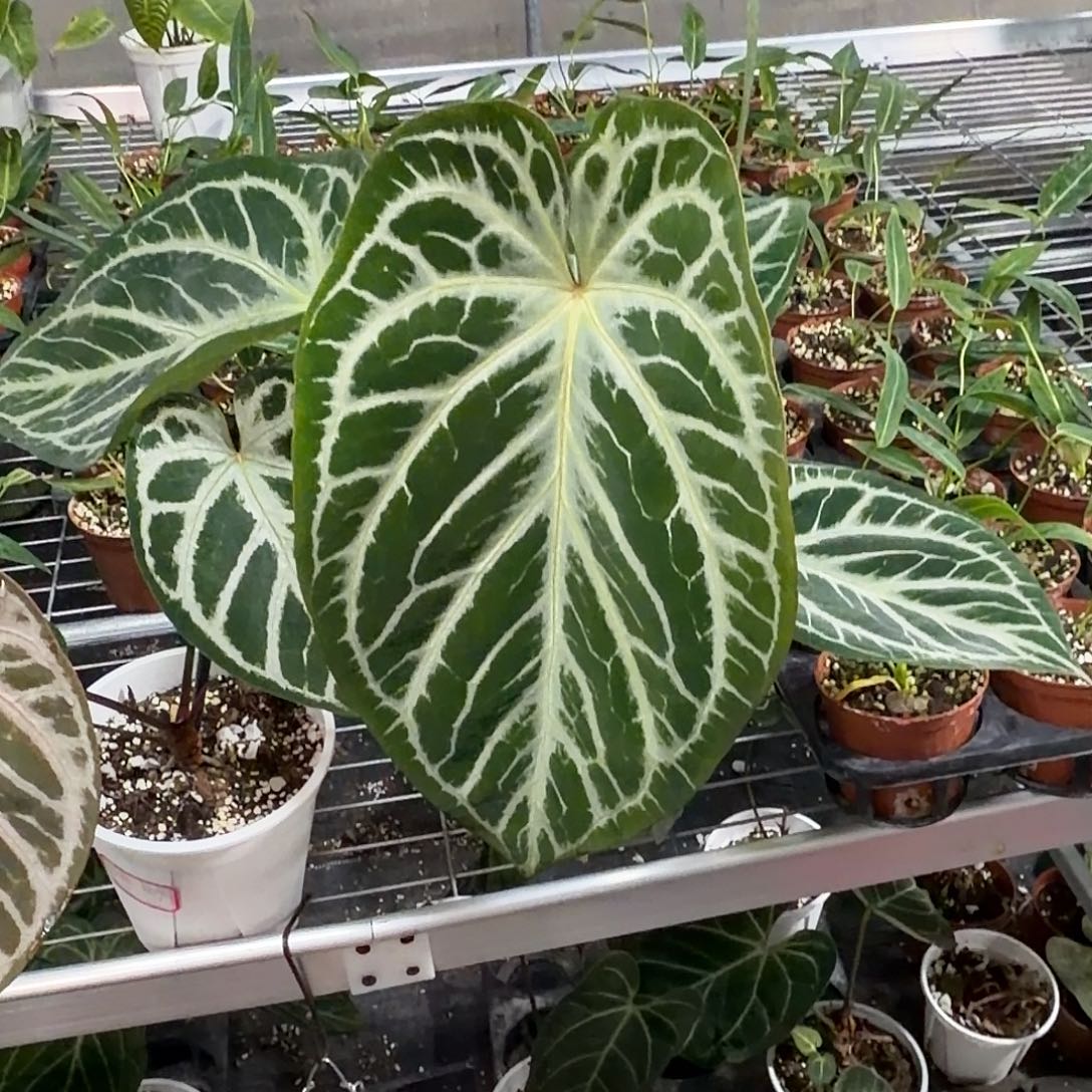 嘎***豆完全开放Skg 银盾