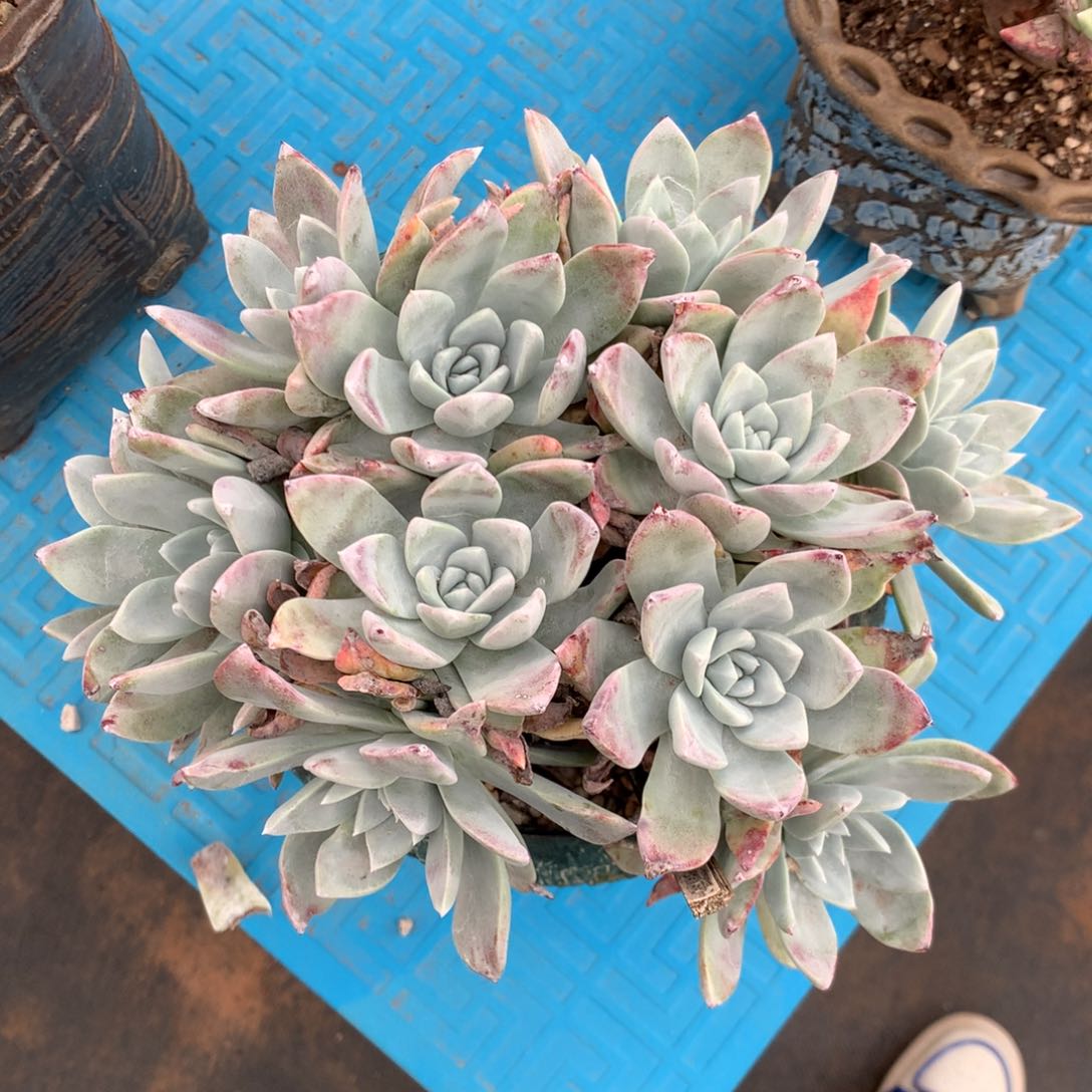 大圆叶杂，多肉植物