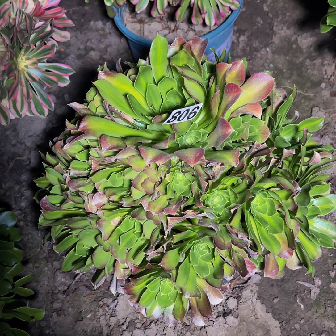 法师法师13-22包邮法师