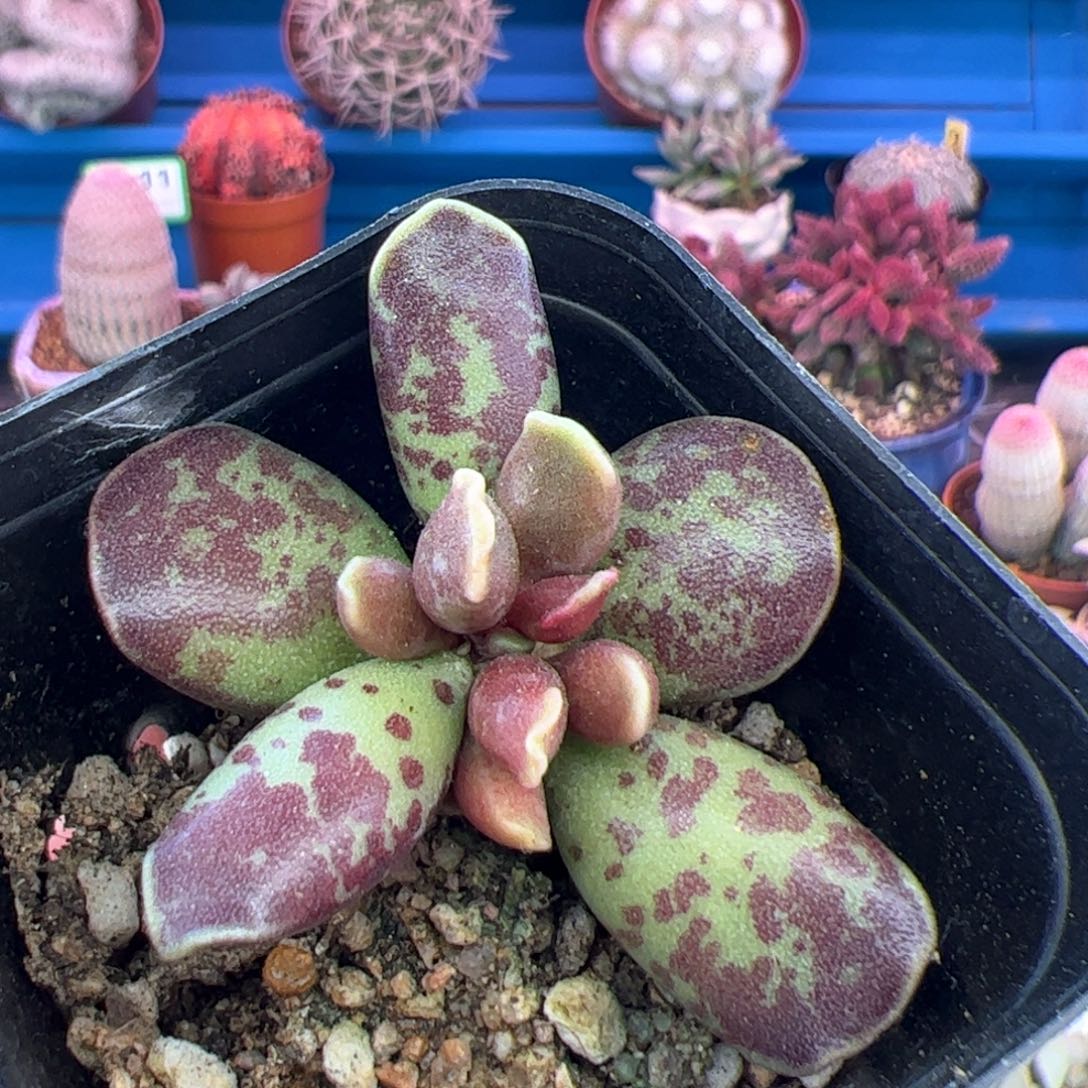 紫库博。              