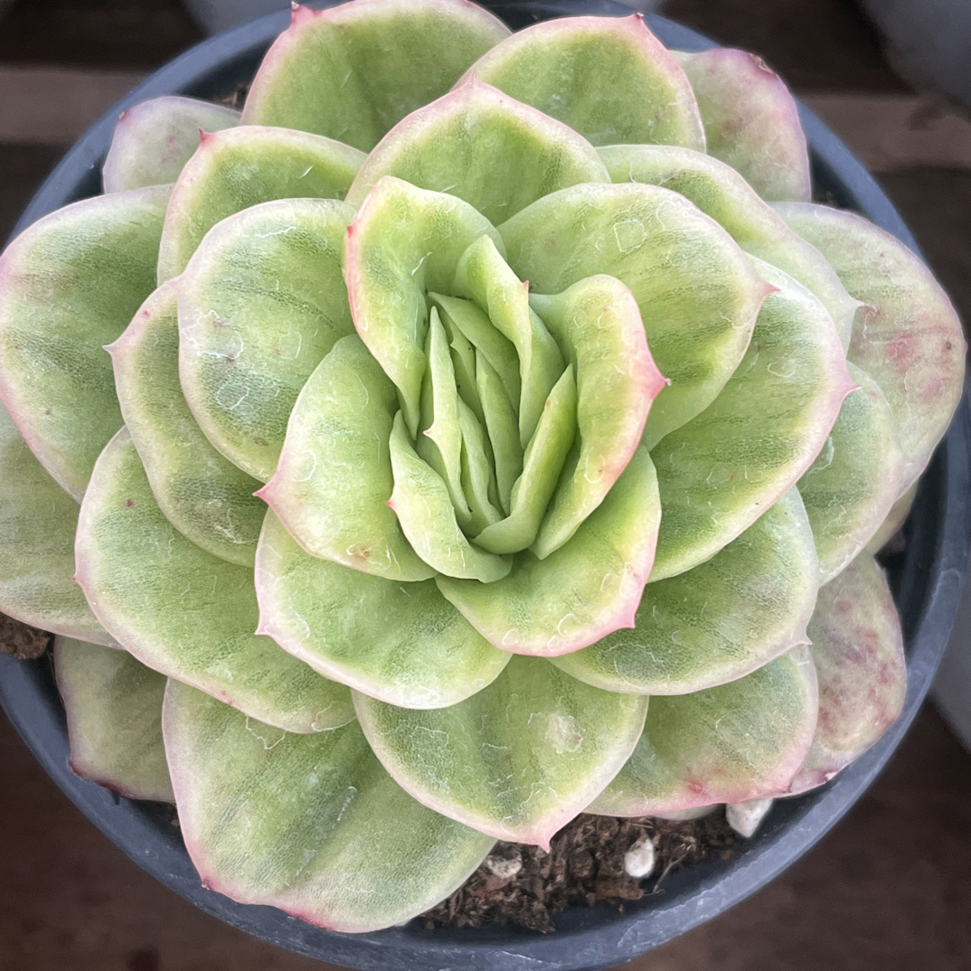 【任意下单即包邮】冰玫瑰锦8-9厘米多肉植物，脱土发货