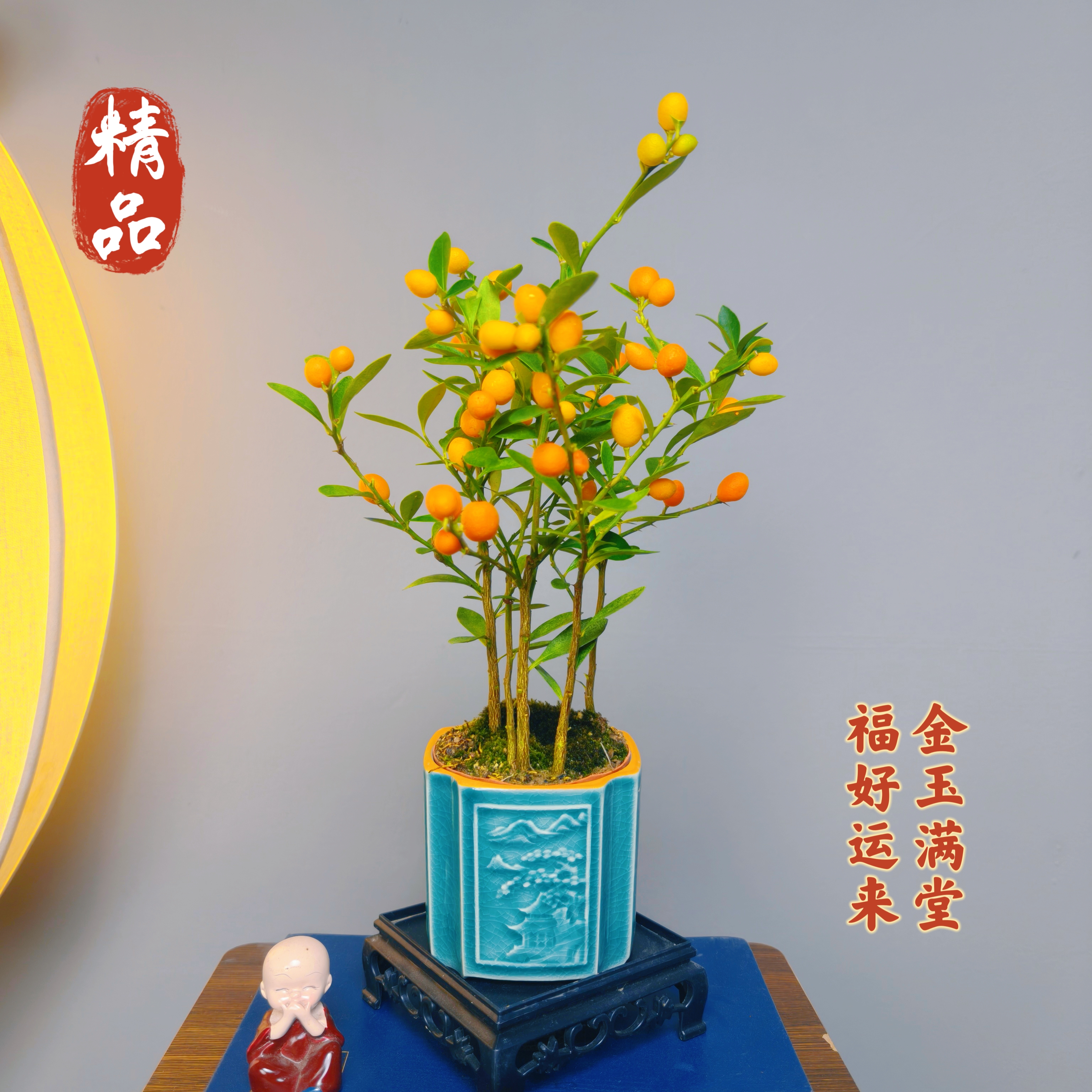 精品【福豆】带果带浮雕陶瓷盆室内高端茶桌盆景绿植好养易活