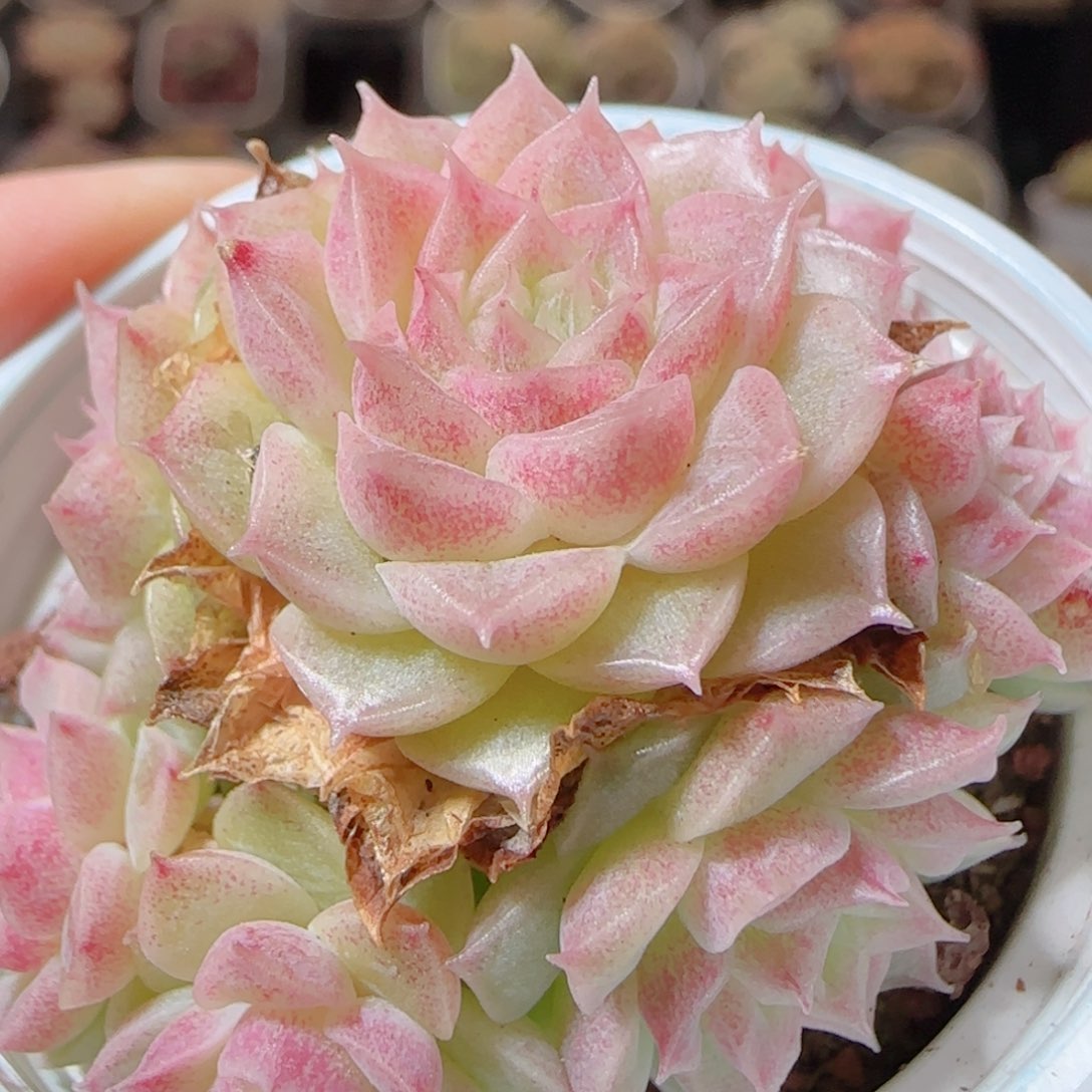 花语多肉1225-71散