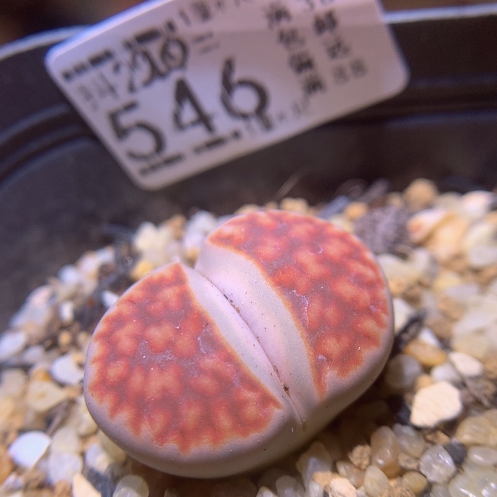 精品生气花220.546