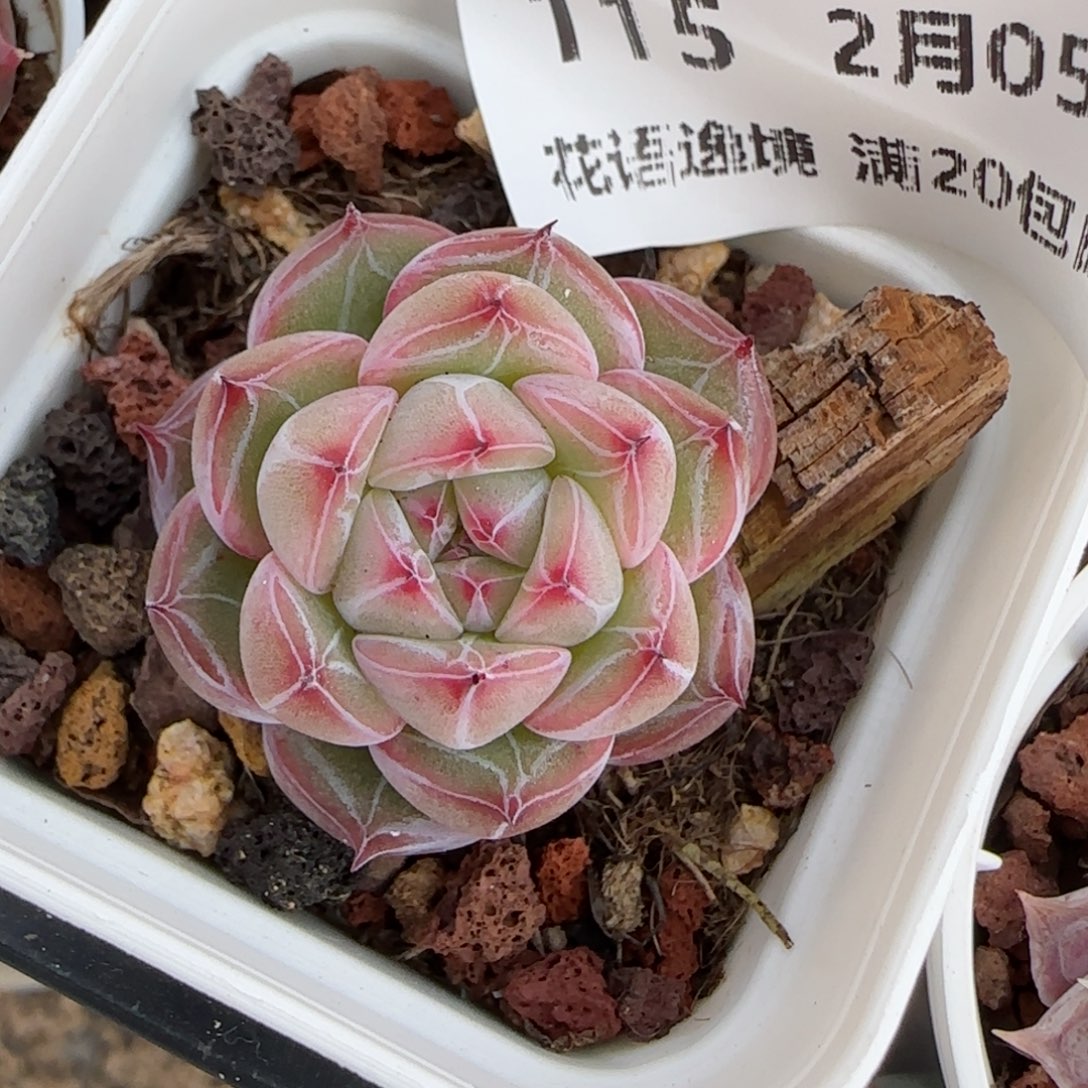 花语逸镜0205-115