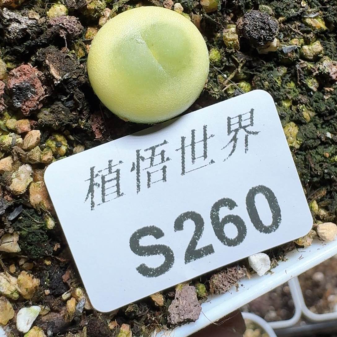 260号多肉植物哇f g