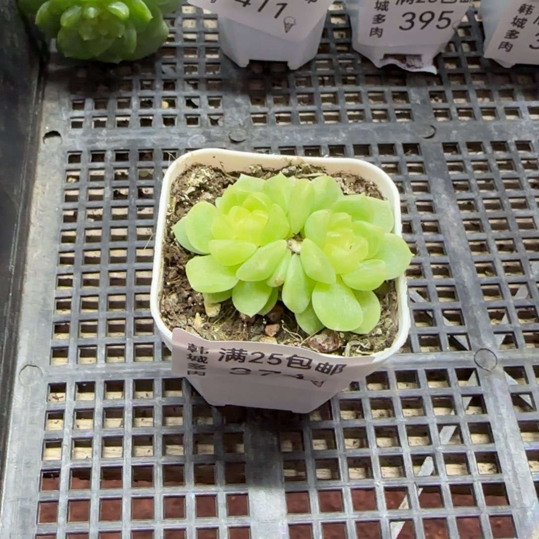 374 泼天  一物一拍 满20包邮