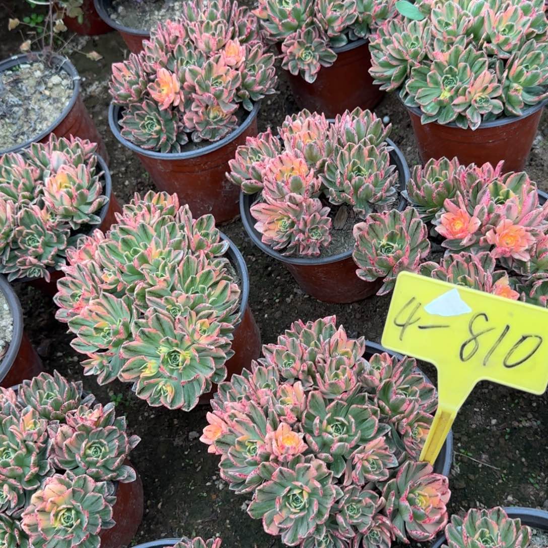 4-810--+多肉多头多肉